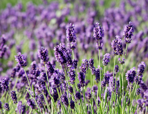 S4405 Лаванда Ellagance Purple 10шт.