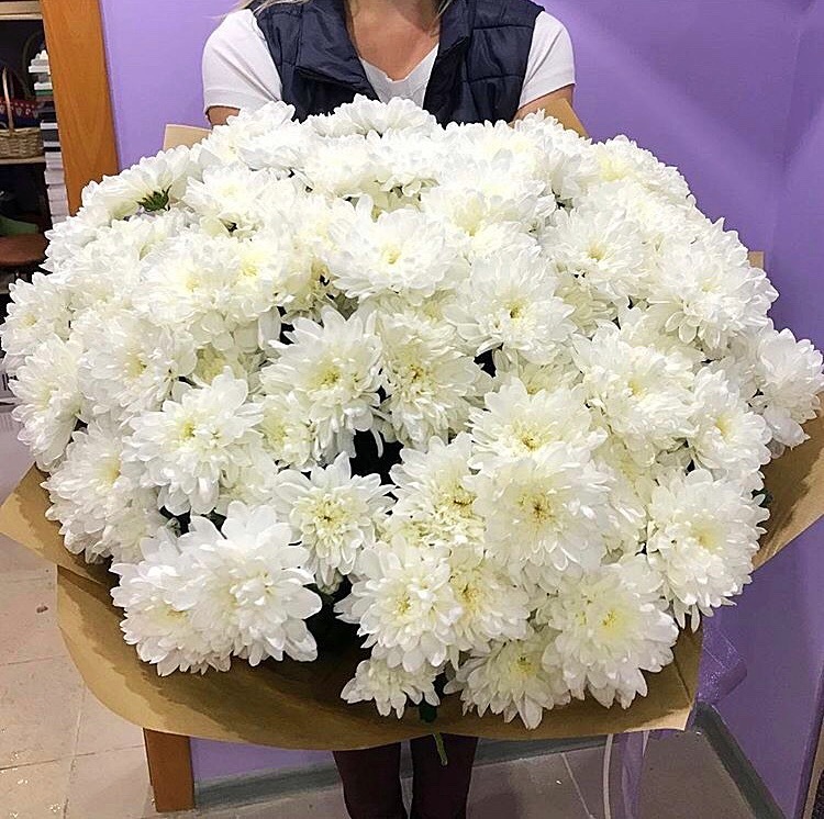 Одна хризантема в упаковке фото