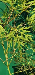 Teofrast Клен дланевидный acer palmatum Emerald Lace