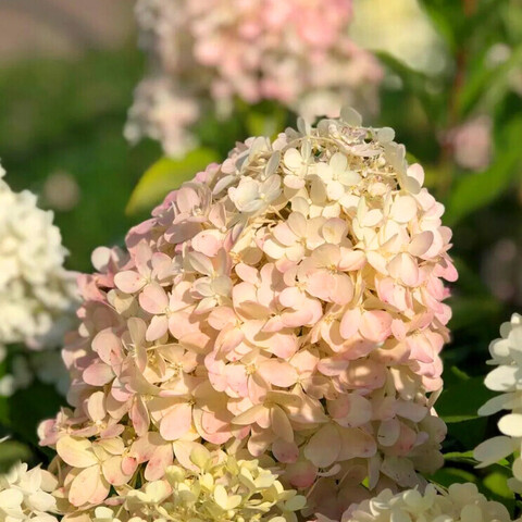 Гортензия метельчатая 