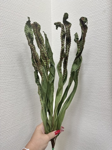 Папоротник сухоцвет Натурально-зеленый (10 шт)