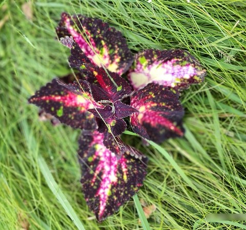 Шут гороховый ТМ колеус