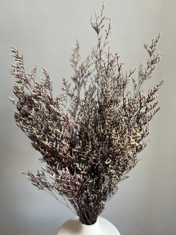 Кермек бело-фиолетовый