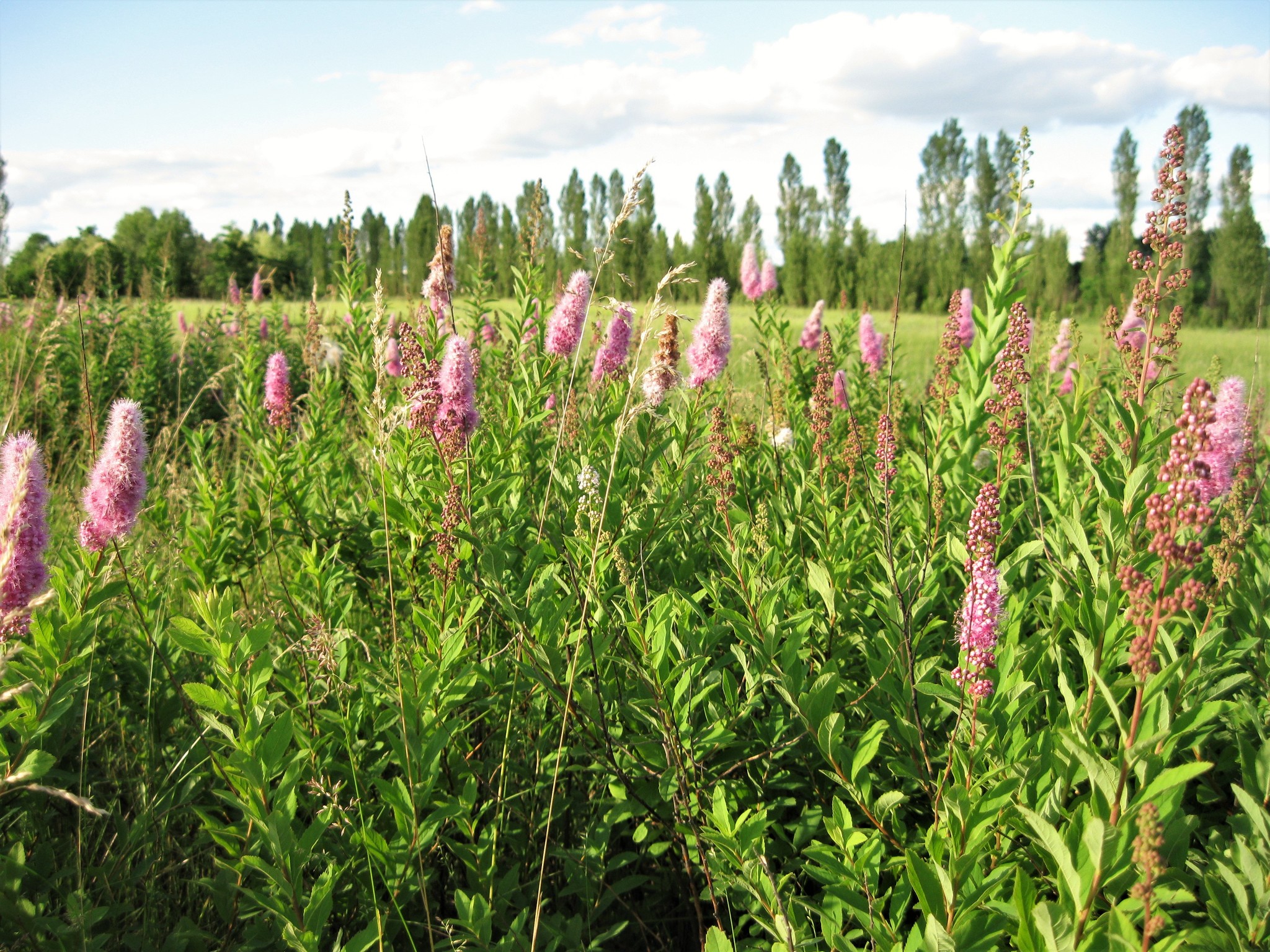 Спирея иволистная. Спирея иволистная Spiraea salicifolia. Спирея иволистная Билларда. Таволга спирея иволистная. Спирея иволистная грандифлора.