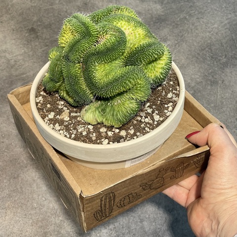 Маммиллярия Спинозиссима Ун Пико Кристата в керамике d15 (1)