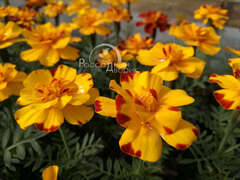 Бархатцы отклоненные золотисто-желтые с красными пятнами