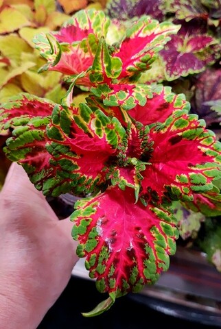 Сладость UO колеус