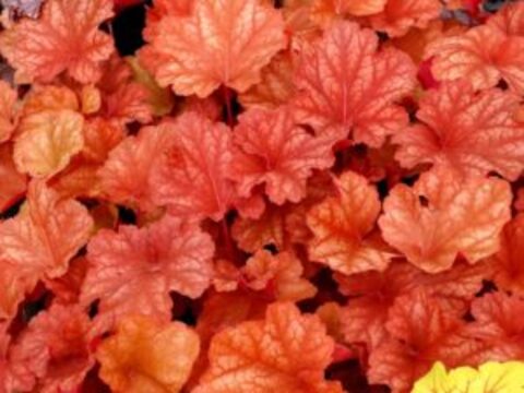 Гейхера Rio (Рио)