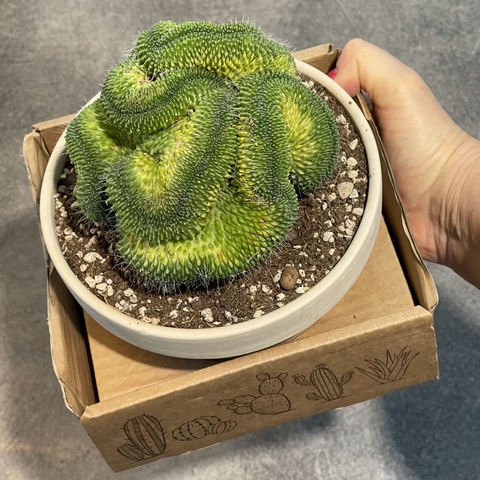 Маммиллярия Спинозиссима Ун Пико Кристата в керамике d15 (1)