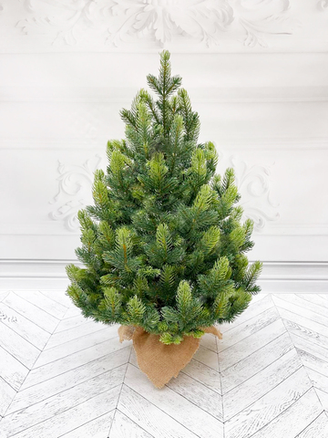 Ель TreeDeLuxe Кремлевская премиум 100 % литая 60см в мешочке зеленая