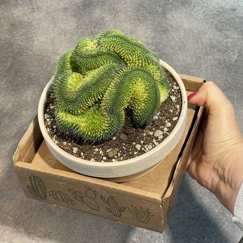 Маммиллярия Спинозиссима Ун Пико Кристата в керамике d15 (1)