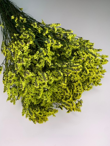 Лимониум стабилизированный Лайм светлый