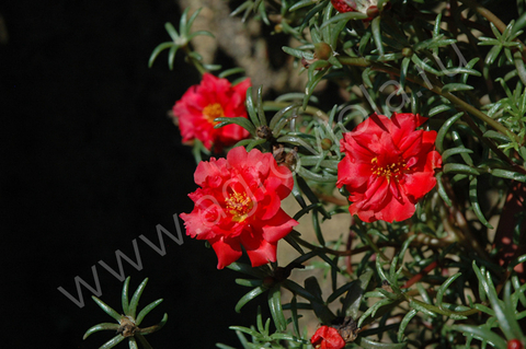 S9803 Портулак Sundial Deep Red 5 шт.