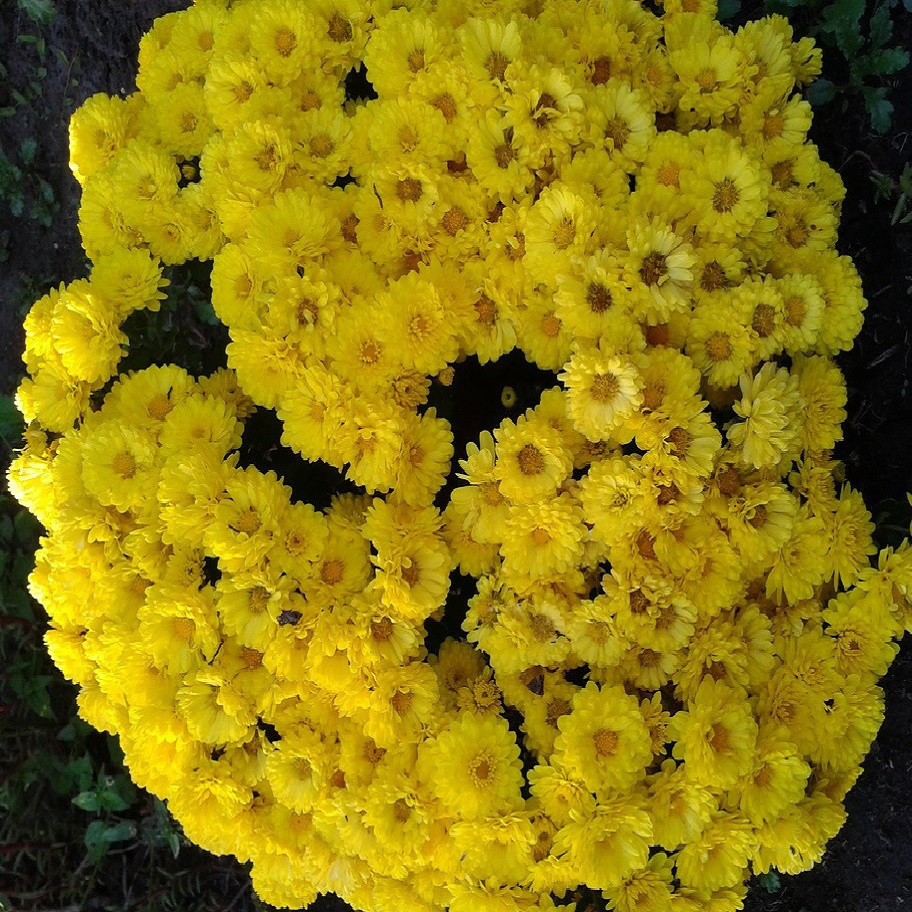 Хризантема мультифлора фото и описание сорта