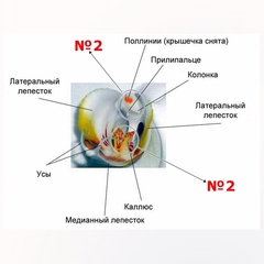 Силиконовый Вайнер + Молд для творчества 