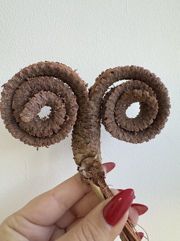 Завитки из коры пальмы «Шишка Бараний рог» размер М