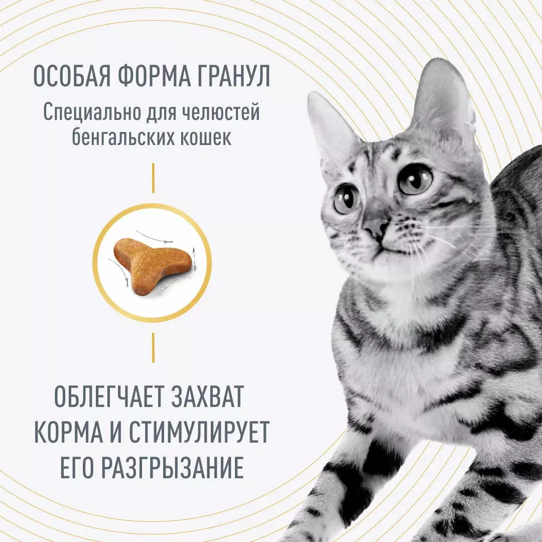 Взрослые бенгальские кошки