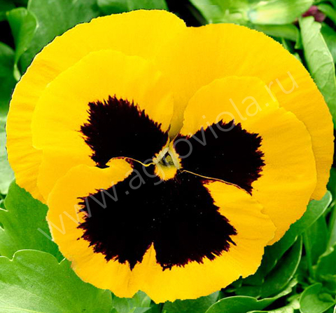 S2535 Виола Cello Yellow with Blotch 100 шт.