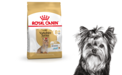 Royal Canin сухой корм для пожилых собак породы Йоркширский терьер 0,5кг