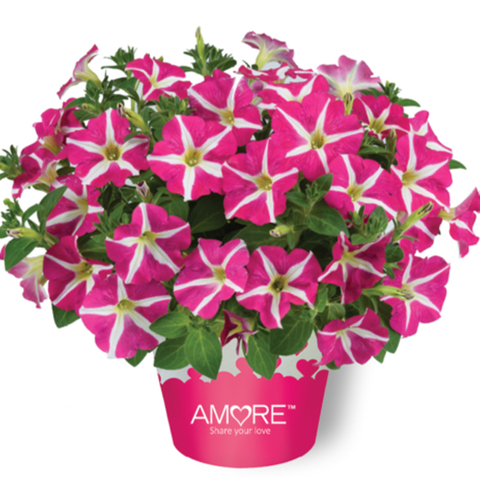 3281 Петуния AMORE PINK HEARTS (ВЕСНА 2025)