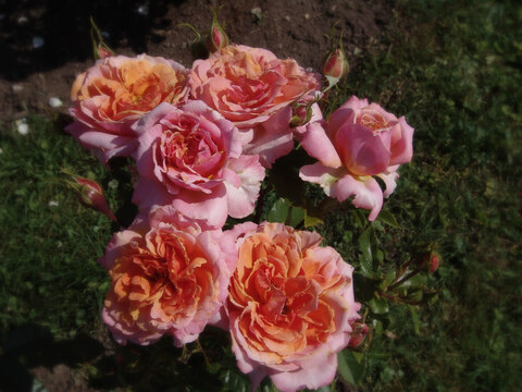 Джур дэ Фет (Jour de fete)