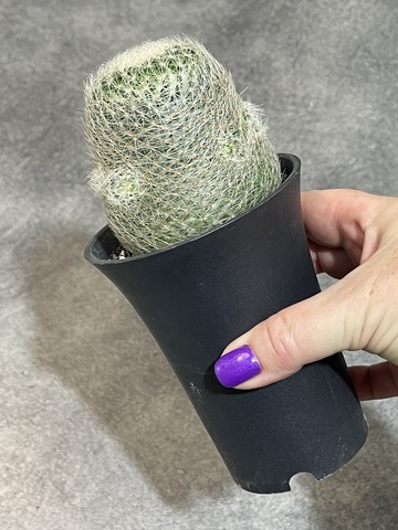 Маммиллярия Лента