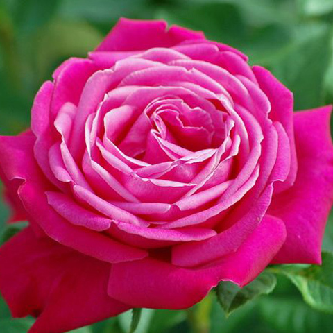 Роза чайно-гибридная Сентер Роял 