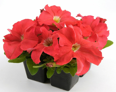 S6072 Петуния кустовая Grandiflora Ez Rider Deep Salmon 10шт.