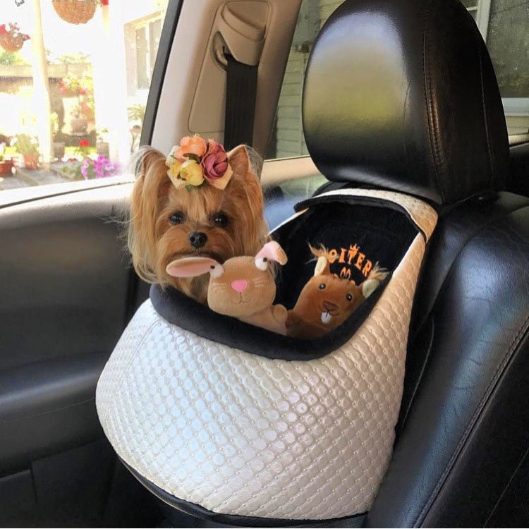 Сидения для маленькой собаки в машине