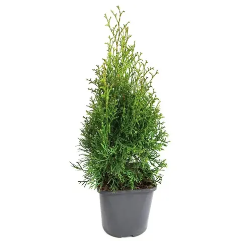 Туя западная Smaragd