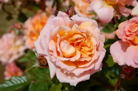 Джур дэ Фет (Jour de fete)