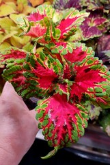 Сладость UO колеус КСР