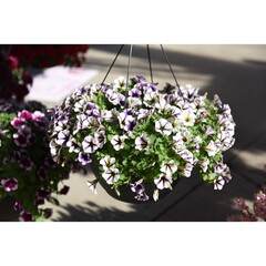 3234 Петуния PEPPY BLUEBERRY MUFFIN (ВЕСНА 2025)