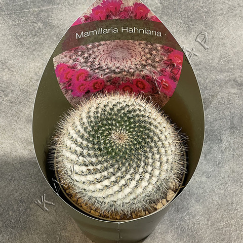 Маммиллярия Хахниана d15