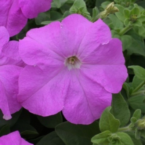 S60226 Петуния кустовая Grandiflora Prism Lavender 100 шт.