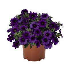 1956 Калибрахоа BLOOMTASTIC PURPLE