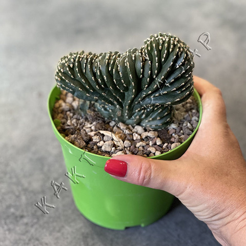 Маргинатоцереус Маргинатус Кристата d15