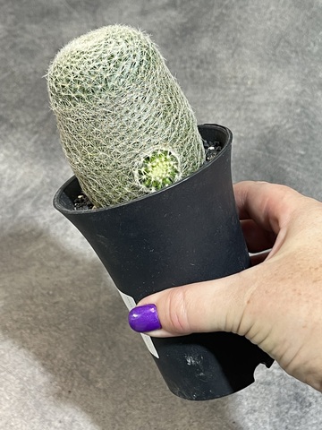 Маммиллярия Лента