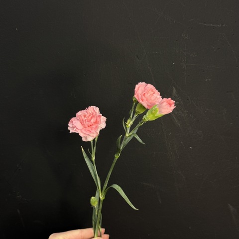 Гвоздика кустовая розовая 50 см / 1 шт