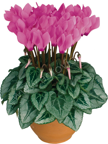 S9901 Цикламен Metis Rose Shades 3шт.