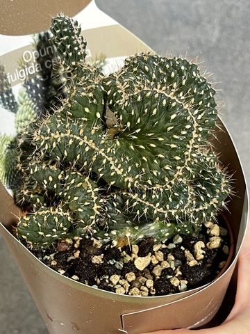 Опунция Фулгида Кристата в упаковке d10