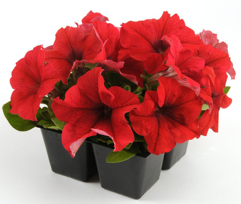S6073 Петуния кустовая Grandiflora Ez Rider Red 10шт.