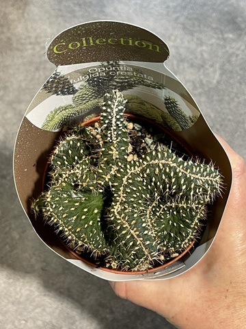 Опунция Фулгида Кристата в упаковке d10