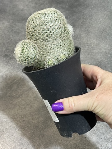 Маммиллярия Лента