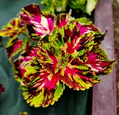 Таис UO колеус КСР