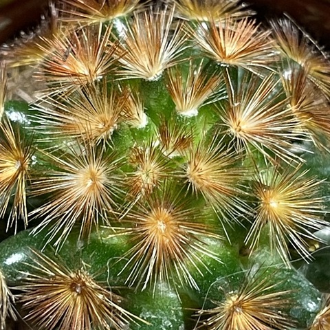 Маммиллярия Кармен Рубриспина d7