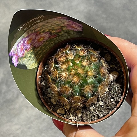 Маммиллярия Кармен Рубриспина d7