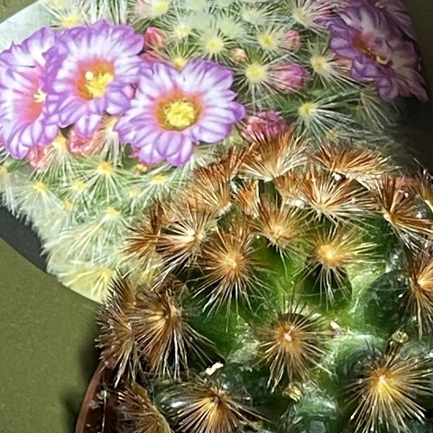 Маммиллярия Кармен Рубриспина d7