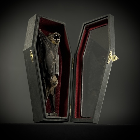 Летучая мышь в гробу