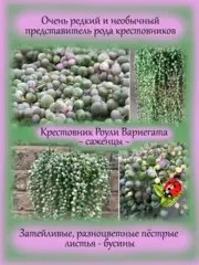 Почвопокровные и ампельные